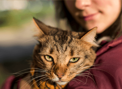 Gato adotado no colo de sua tutora