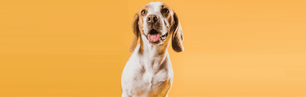 Cão resgatado, sorridente e feliz, fundo amarelo