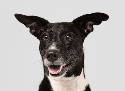 Cão saudável e bem cuidado